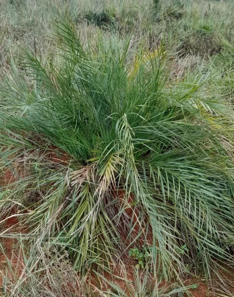 Botanical specimen of Allagoptera Campestris.