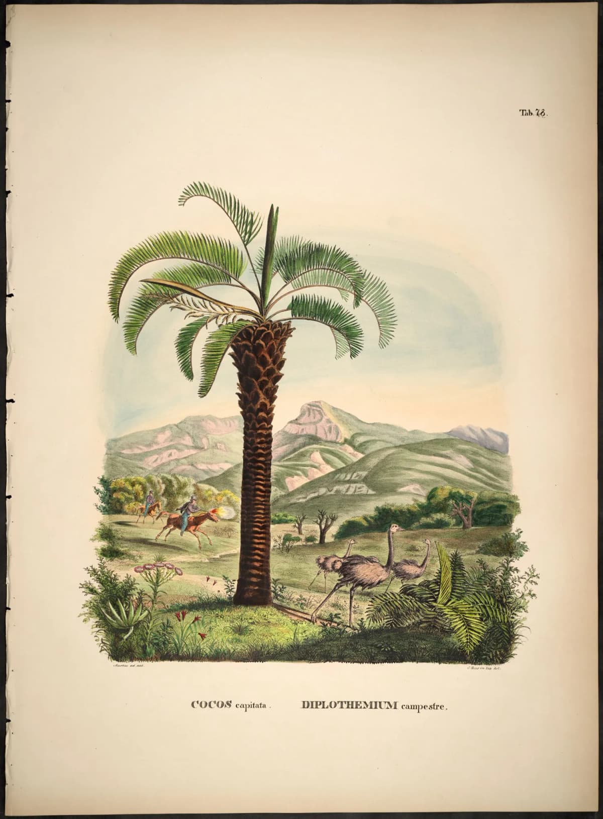 Botanical specimen of Allagoptera Campestris.