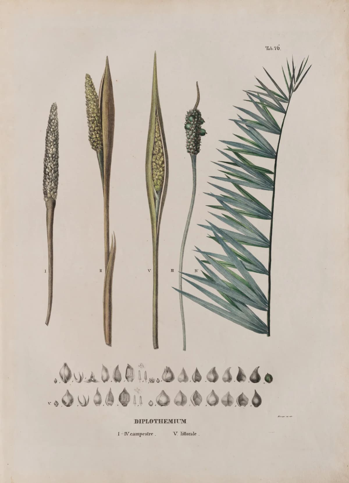 Botanical specimen of Allagoptera Campestris.