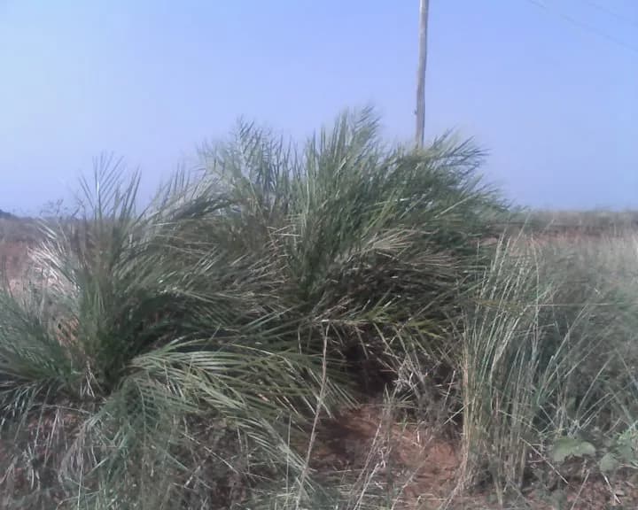 Botanical specimen of Allagoptera Campestris.