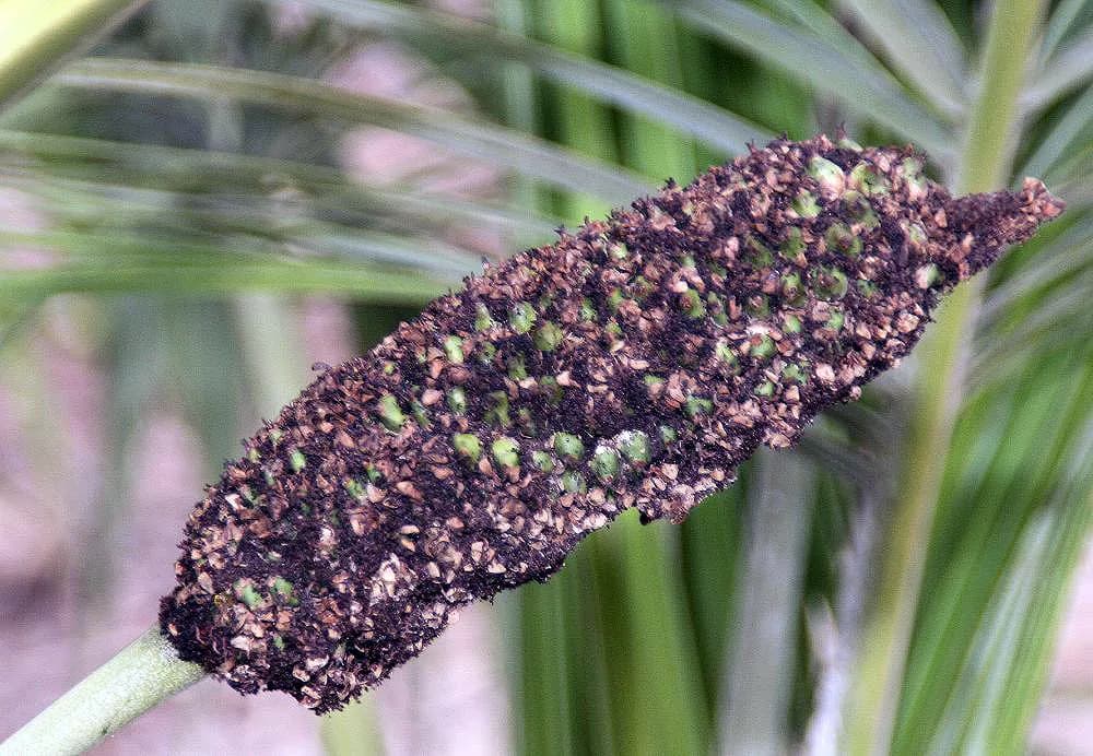 Botanical specimen of Allagoptera Leucocalyx.