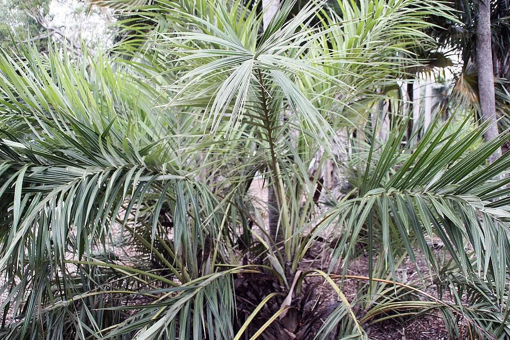 Botanical specimen of Allagoptera Leucocalyx.