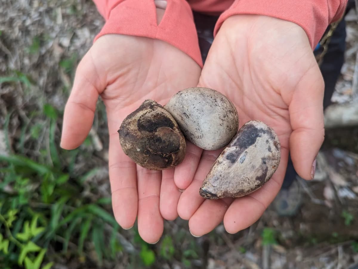 Botanical specimen of Aphandra Natalia.