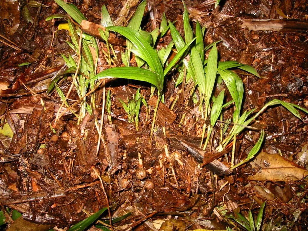 Botanical specimen of Archontophoenix Cunninghamia.