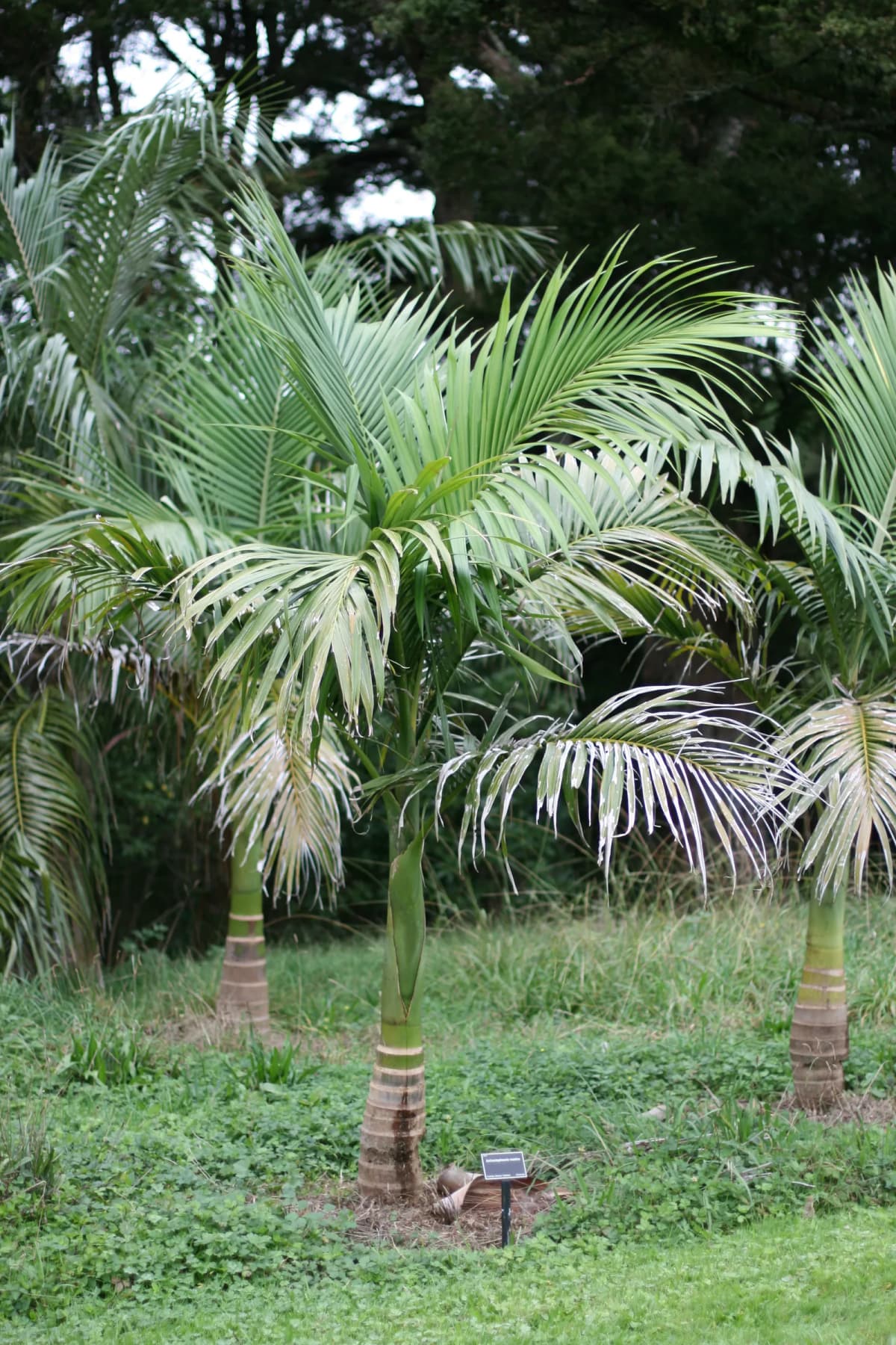 Botanical specimen of Archontophoenix Maxima.