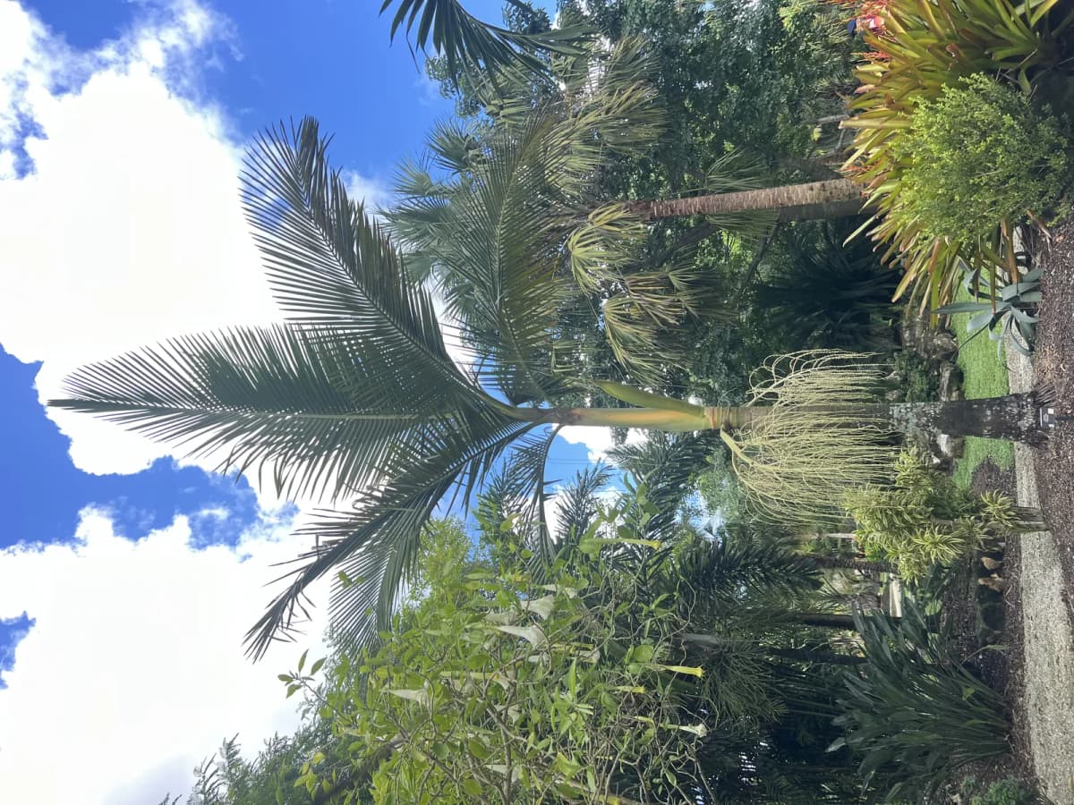 Botanical specimen of Archontophoenix Myolensis.