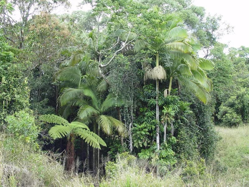 Botanical specimen of Archontophoenix Myolensis.