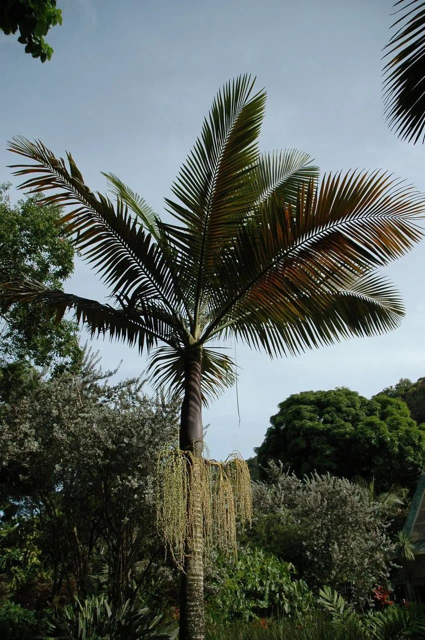 Botanical specimen of Archontophoenix Purpurea.
