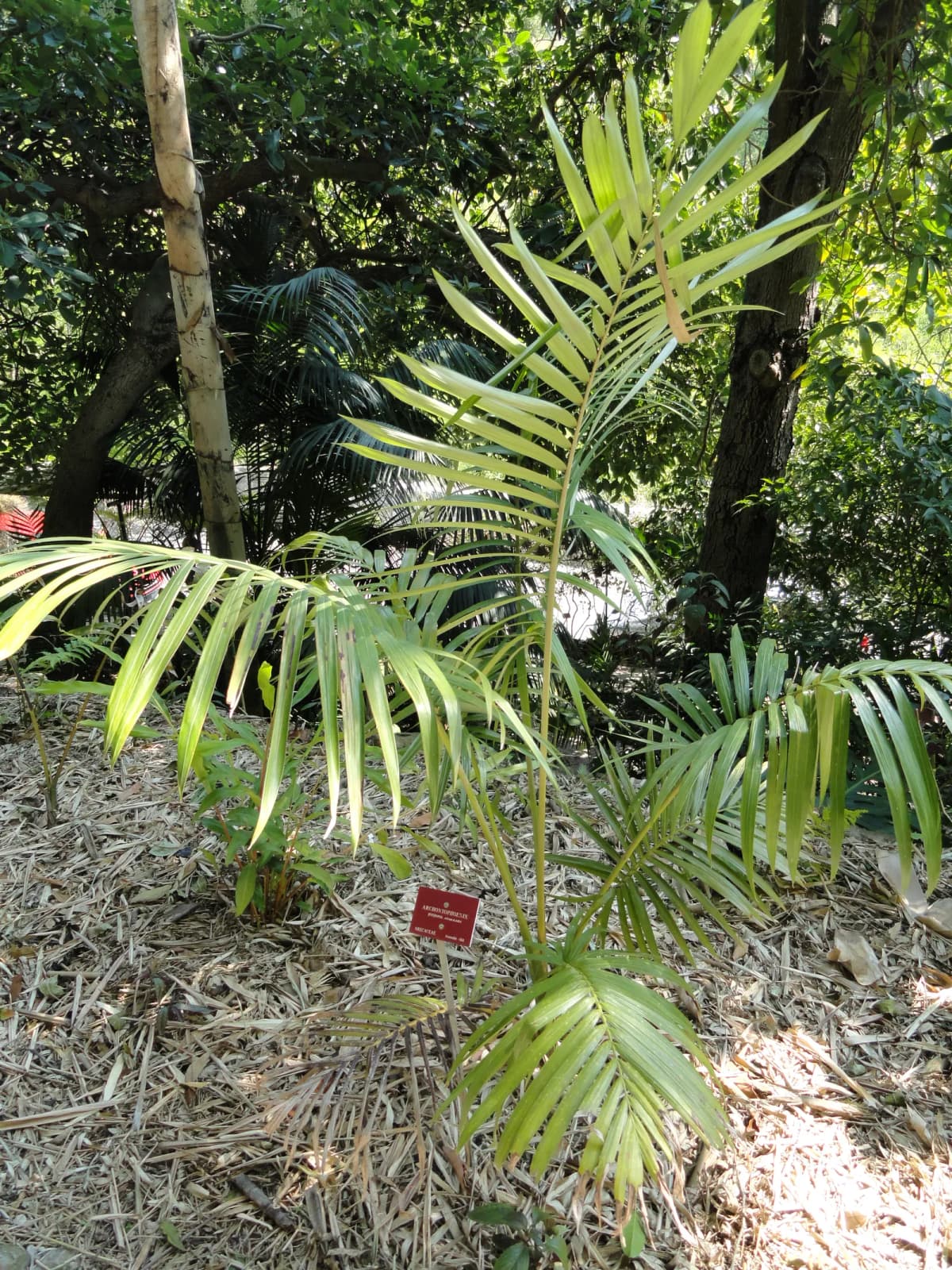 Botanical specimen of Archontophoenix Purpurea.