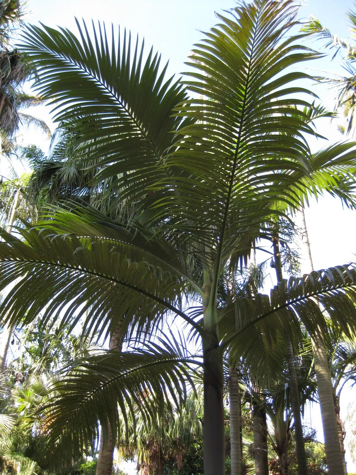 Botanical specimen of Archontophoenix Purpurea.