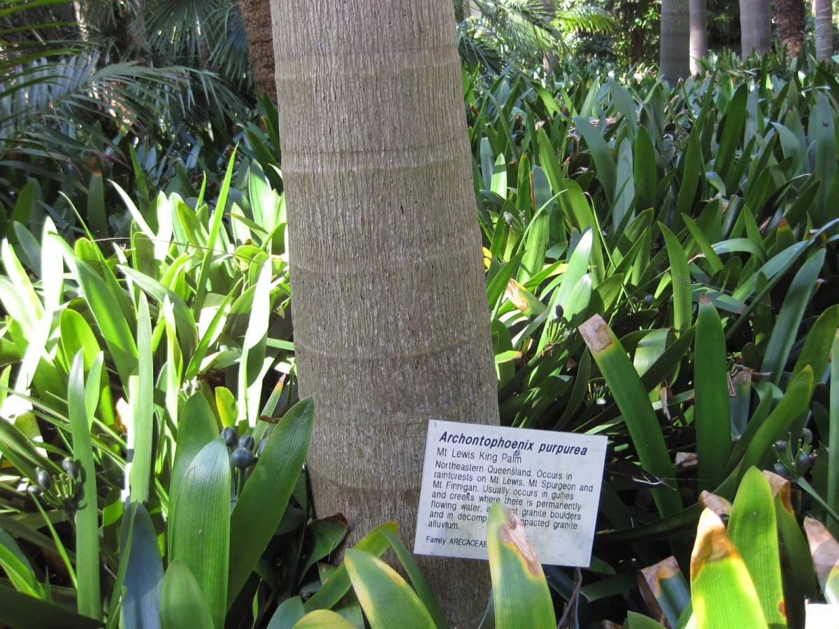 Botanical specimen of Archontophoenix Purpurea.