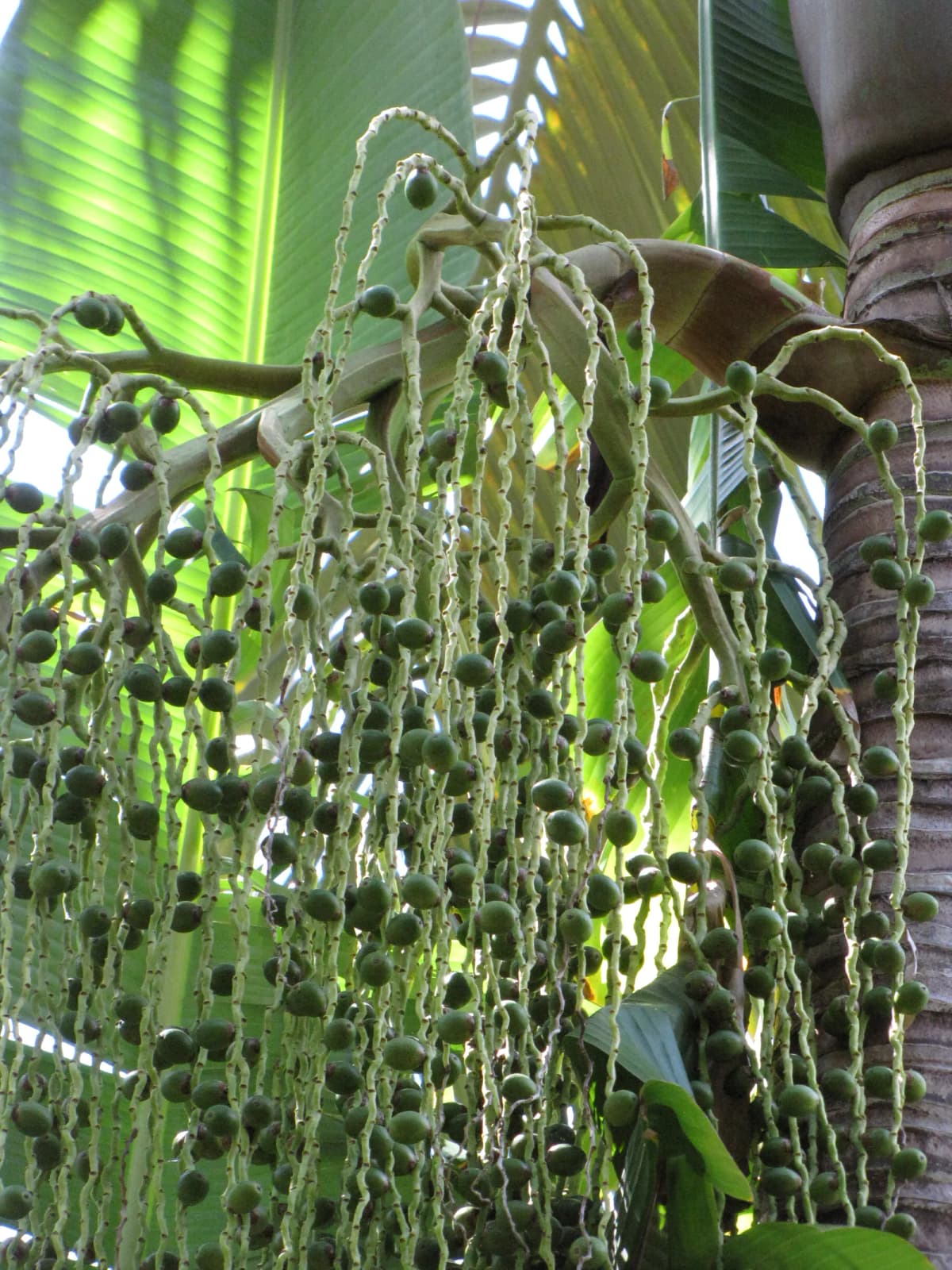Botanical specimen of Archontophoenix Purpurea.