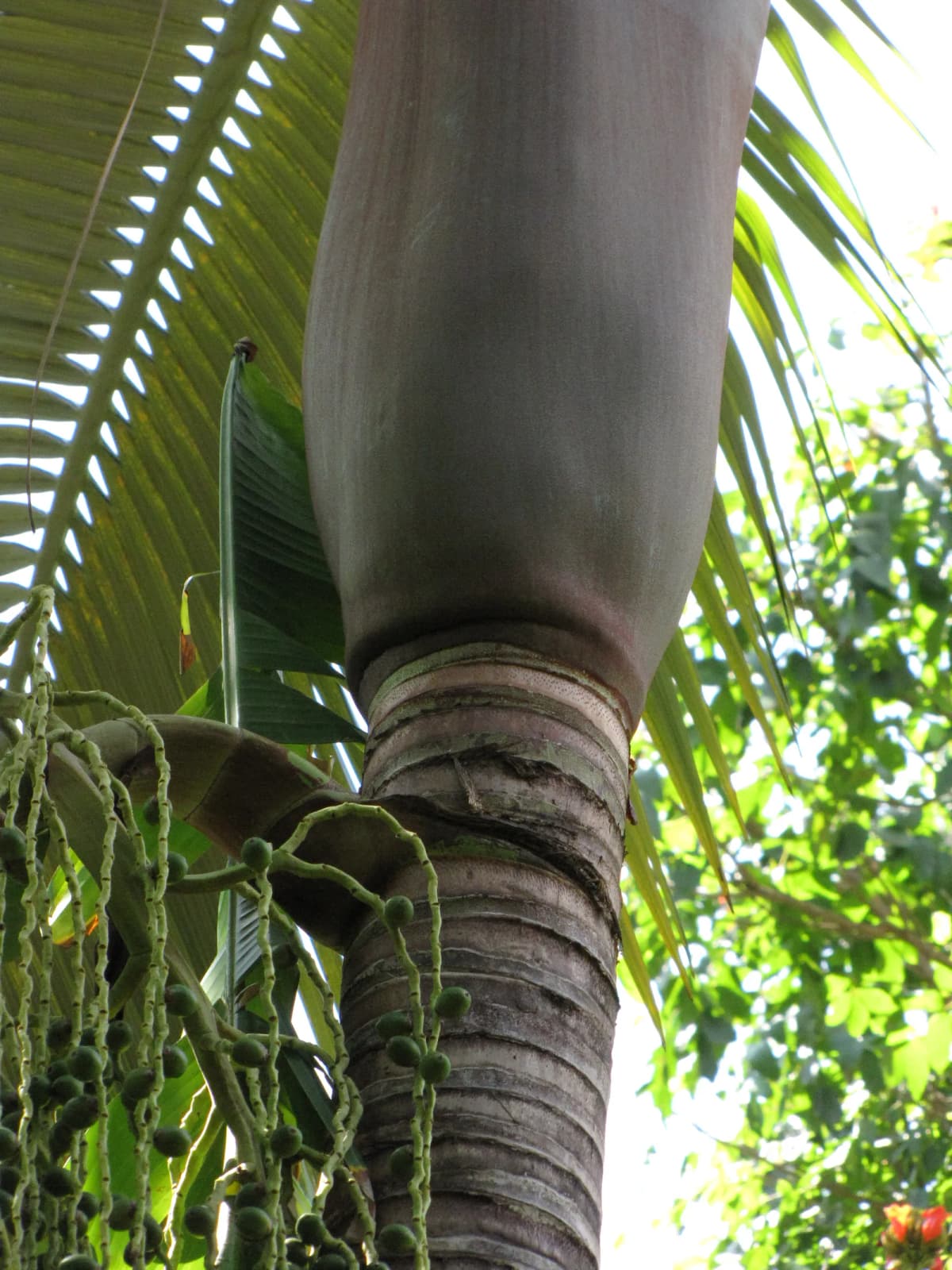 Botanical specimen of Archontophoenix Purpurea.