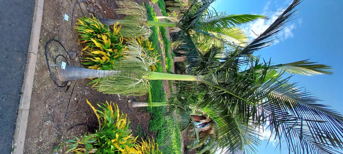 Botanical specimen of Archontophoenix Tuckeri.