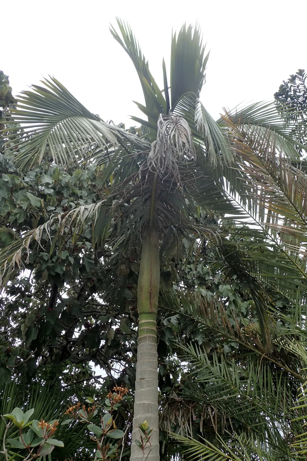 Botanical specimen of Archontophoenix Tuckeri.