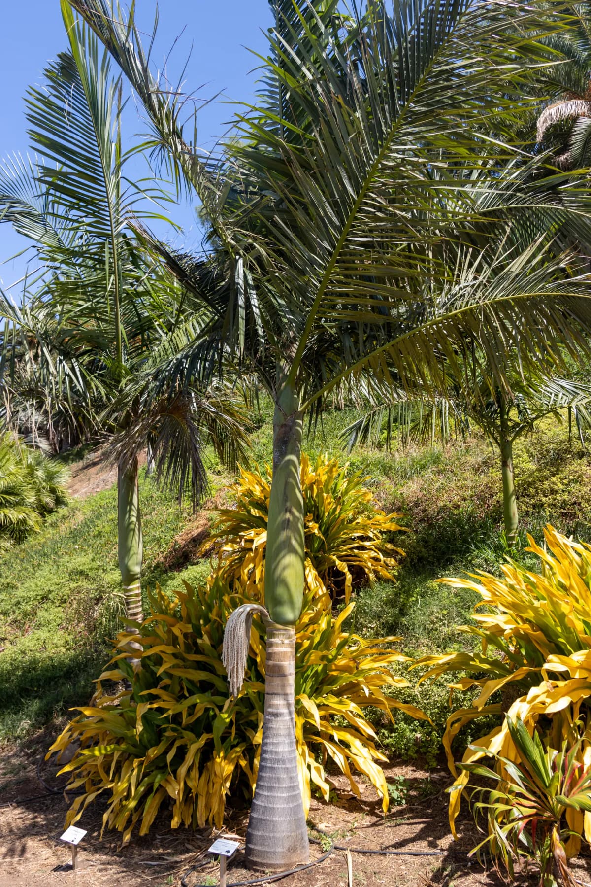 Botanical specimen of Archontophoenix Tuckeri.