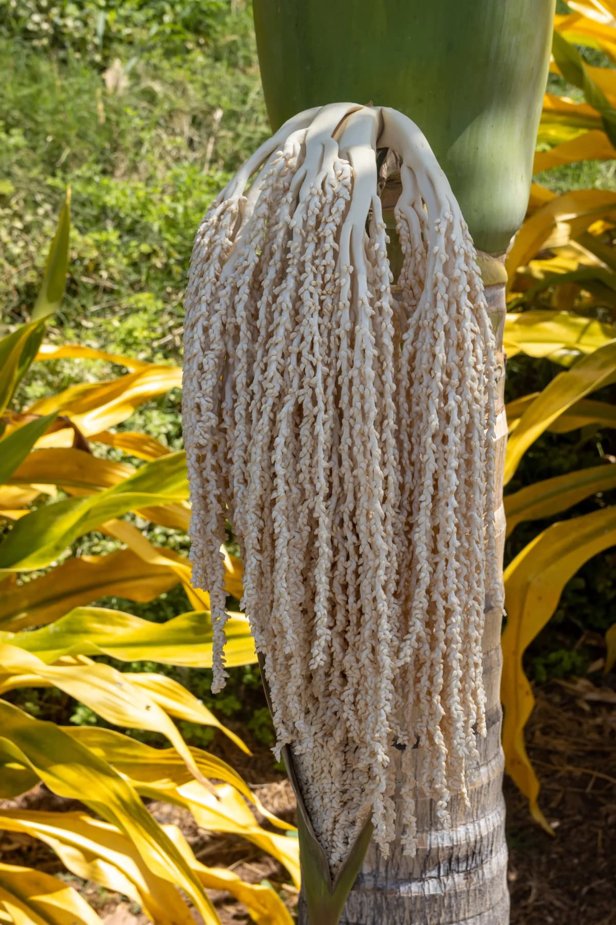 Botanical specimen of Archontophoenix Tuckeri.