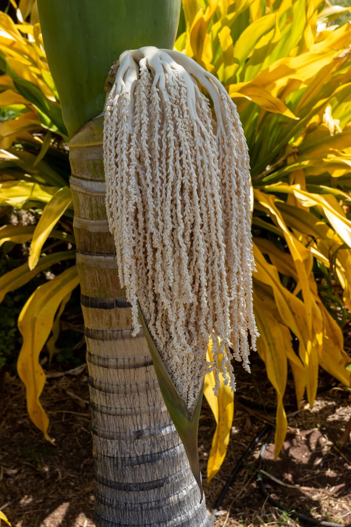 Botanical specimen of Archontophoenix Tuckeri.