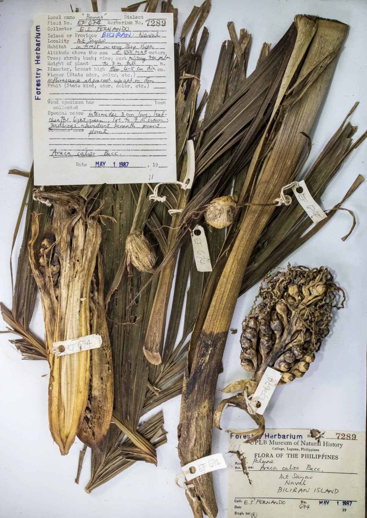 Botanical specimen of Areca Caliso.