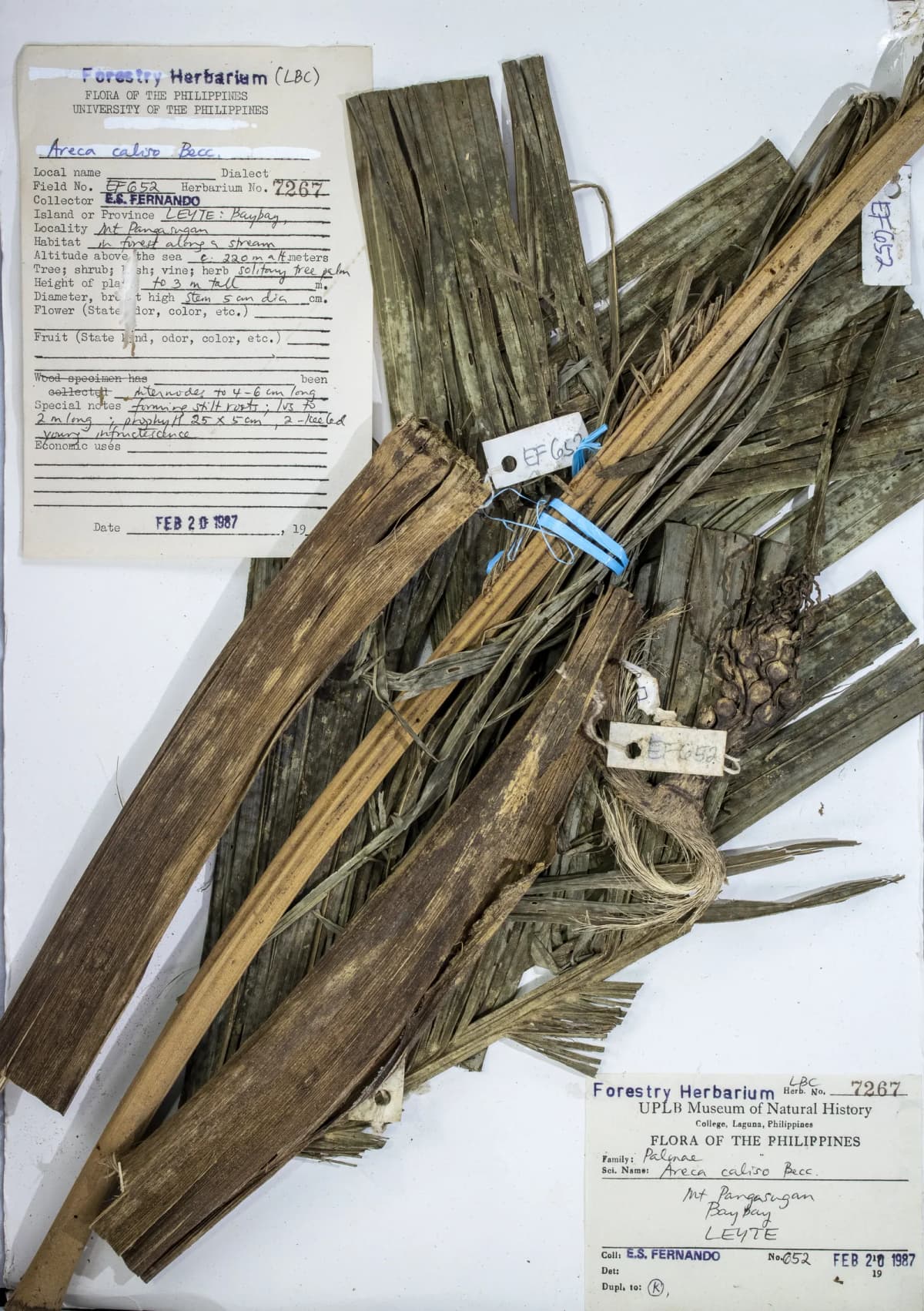 Botanical specimen of Areca Caliso.