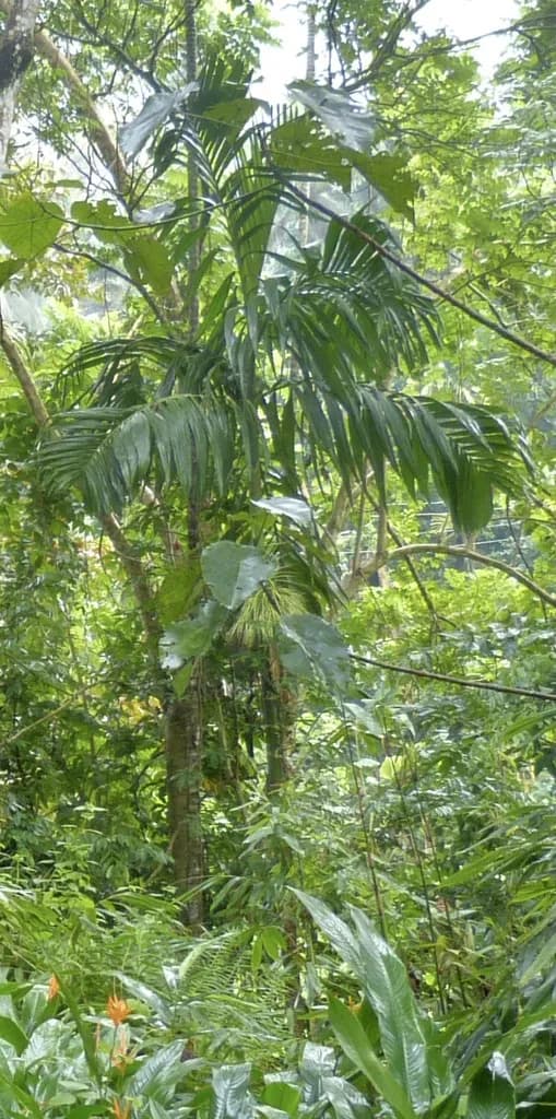 Botanical specimen of Areca Concinna.