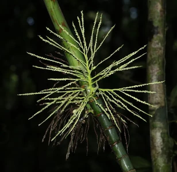 Botanical specimen of Areca Concinna.