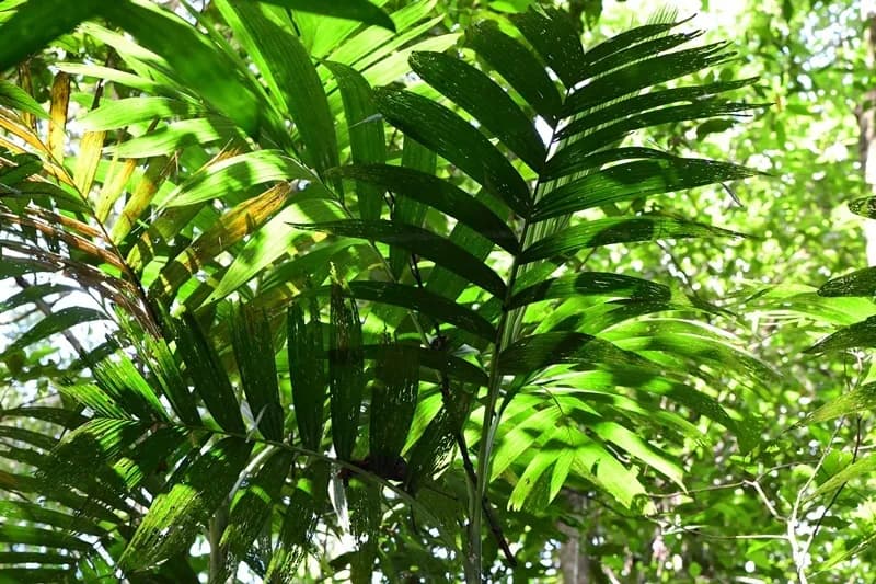 Botanical specimen of Areca Concinna.