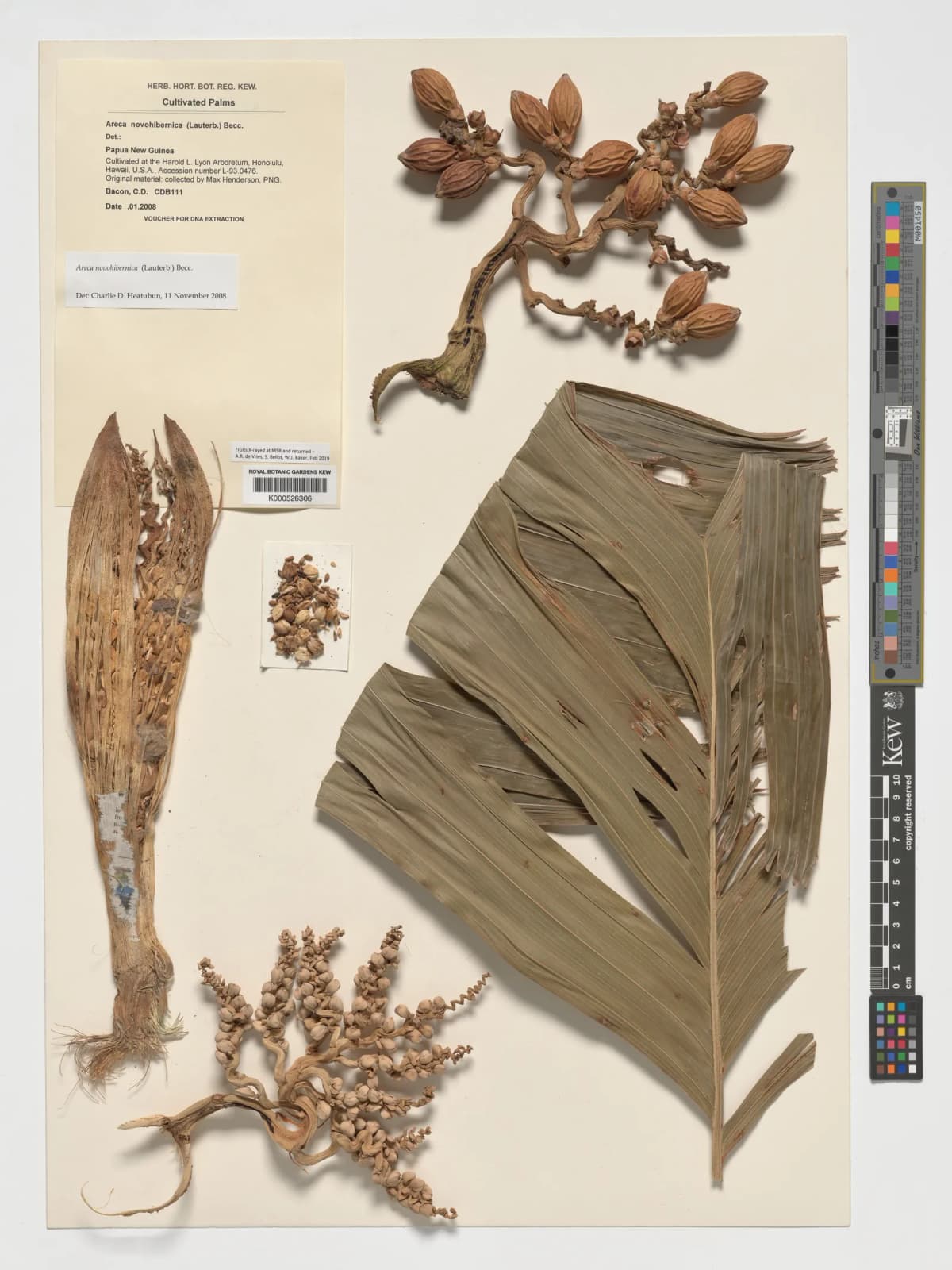 Botanical specimen of Areca Guppyana.