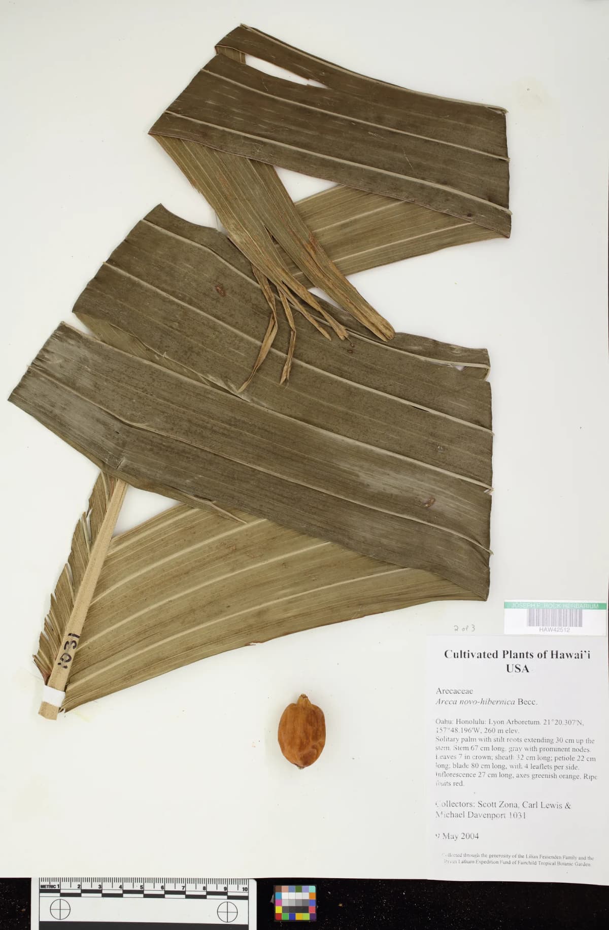 Botanical specimen of Areca Guppyana.