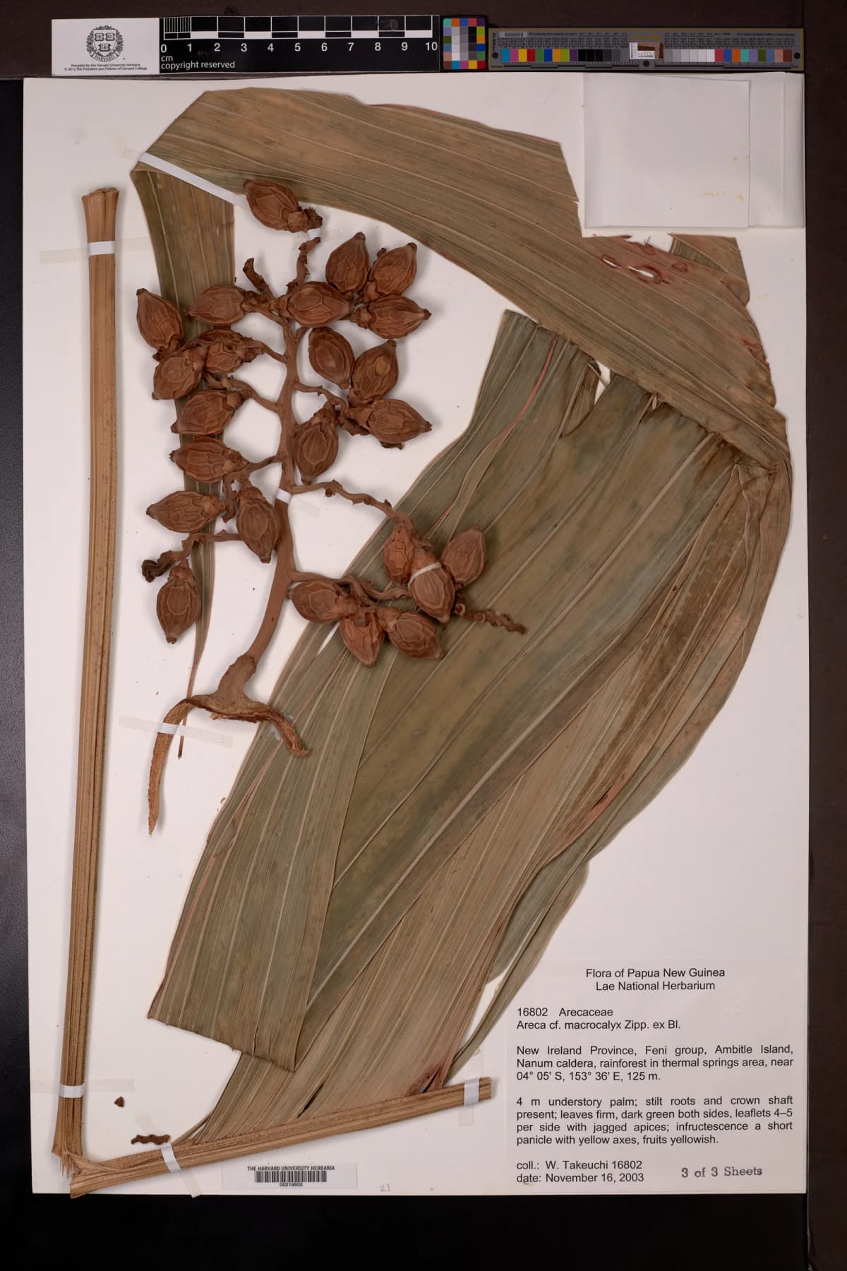 Botanical specimen of Areca Guppyana.