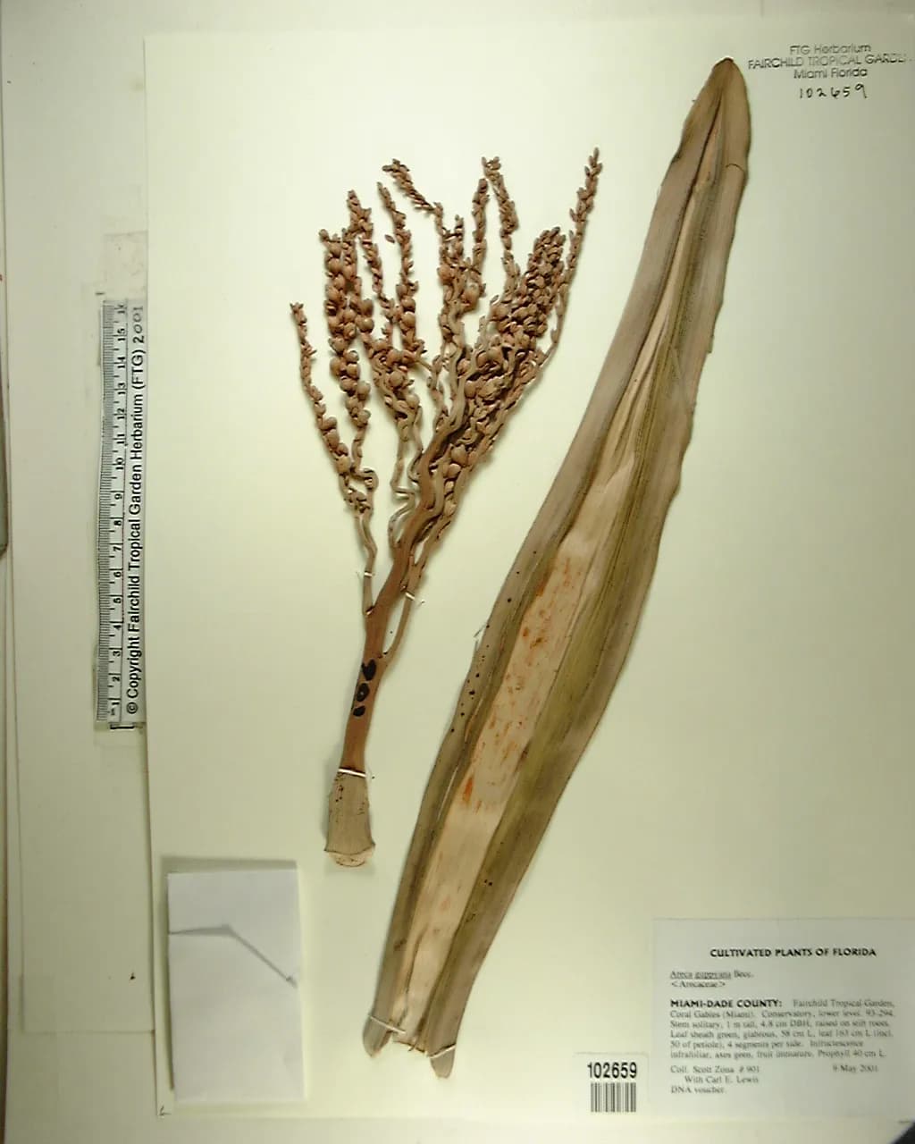 Botanical specimen of Areca Guppyana.