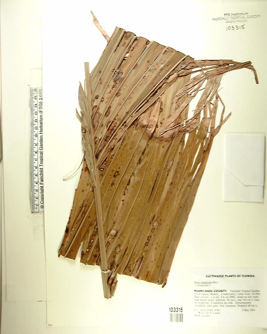 Botanical specimen of Areca Guppyana.