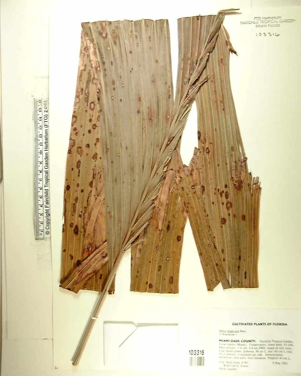 Botanical specimen of Areca Guppyana.