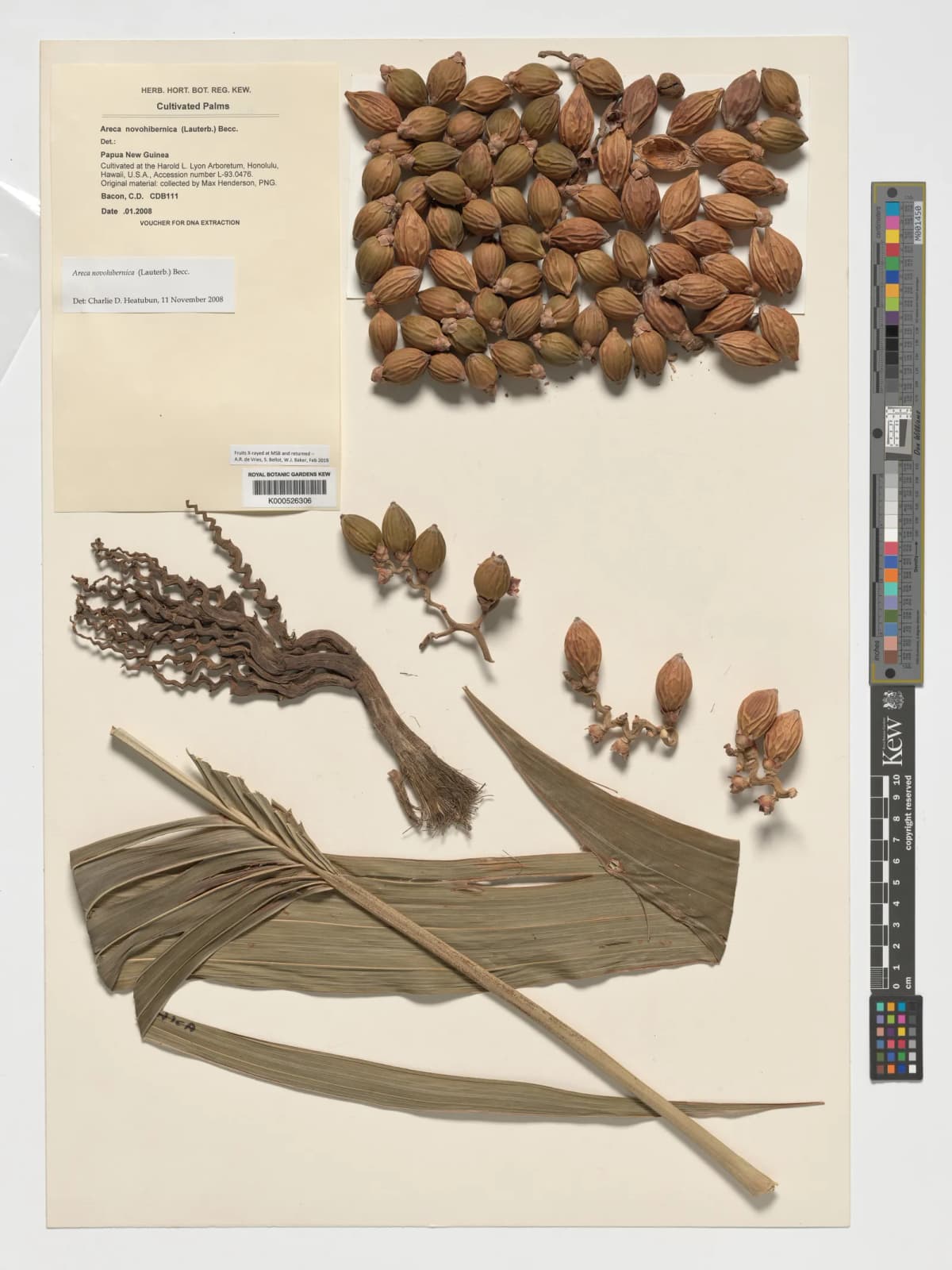 Botanical specimen of Areca Guppyana.