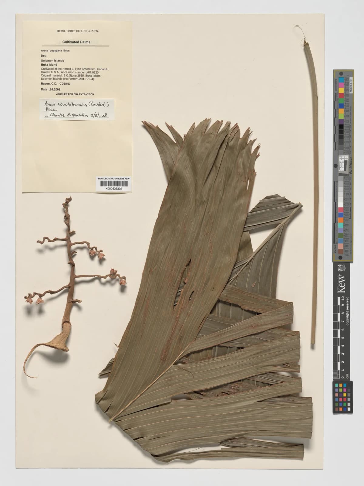 Botanical specimen of Areca Guppyana.