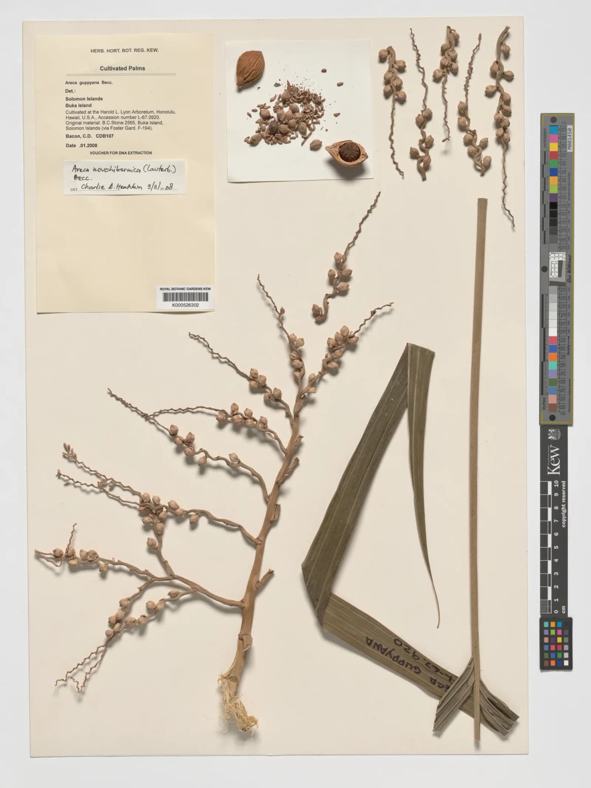 Botanical specimen of Areca Guppyana.