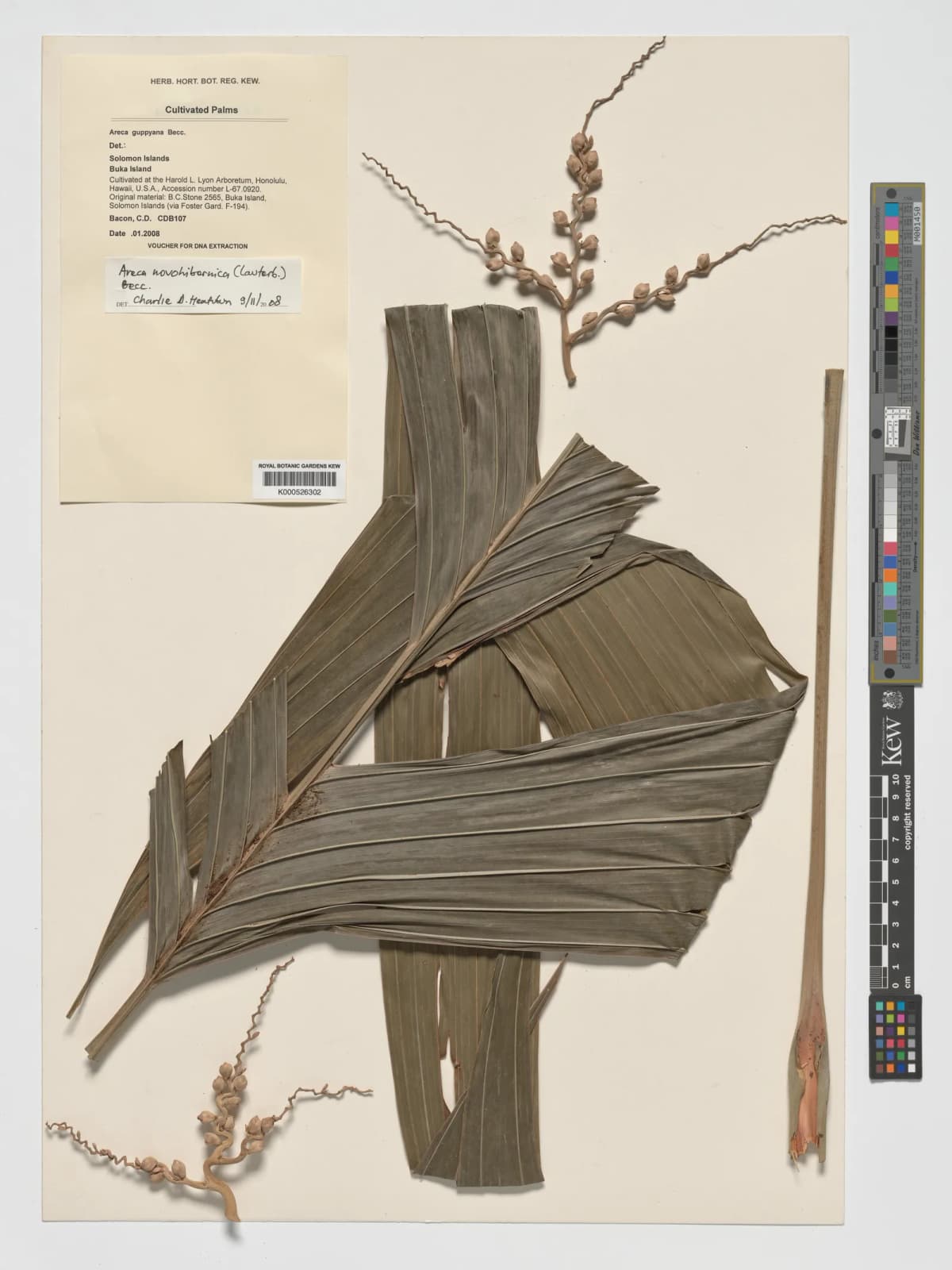 Botanical specimen of Areca Guppyana.