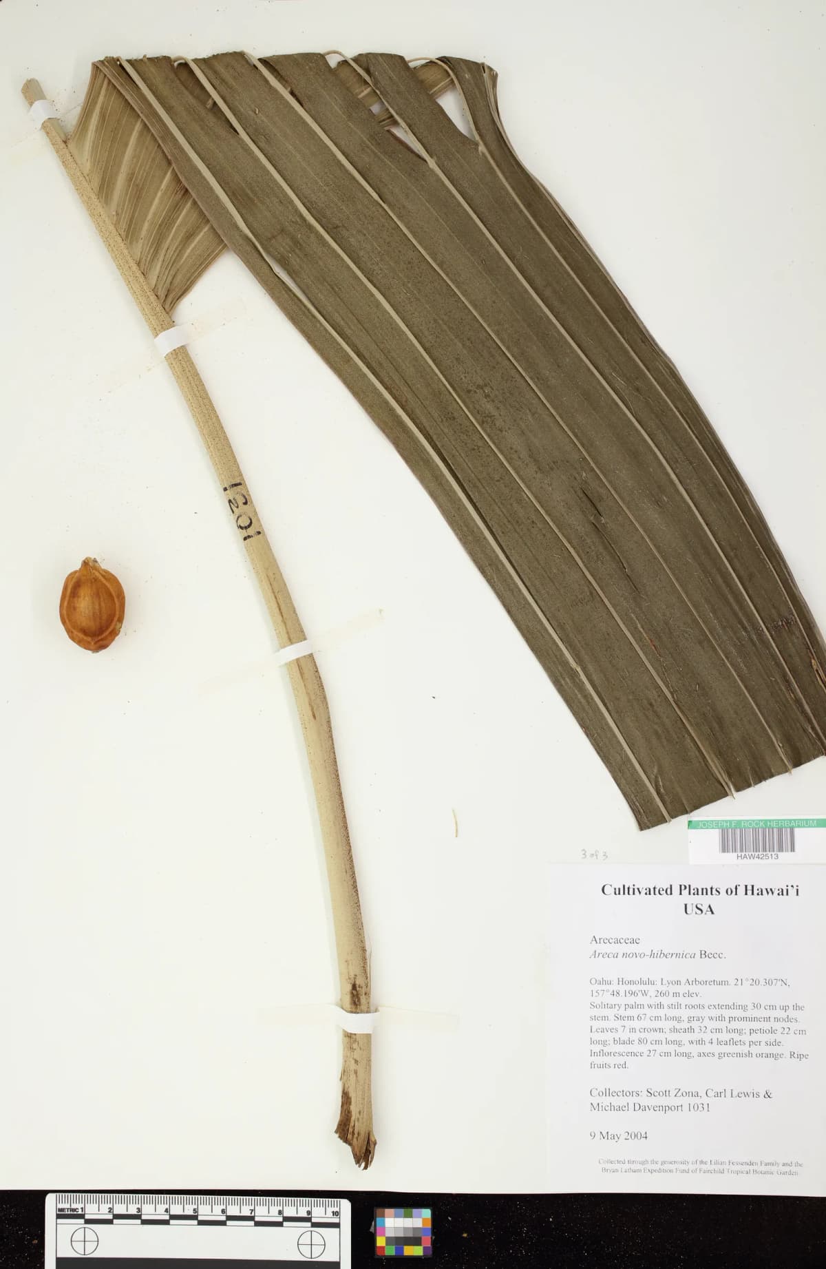 Botanical specimen of Areca Guppyana.