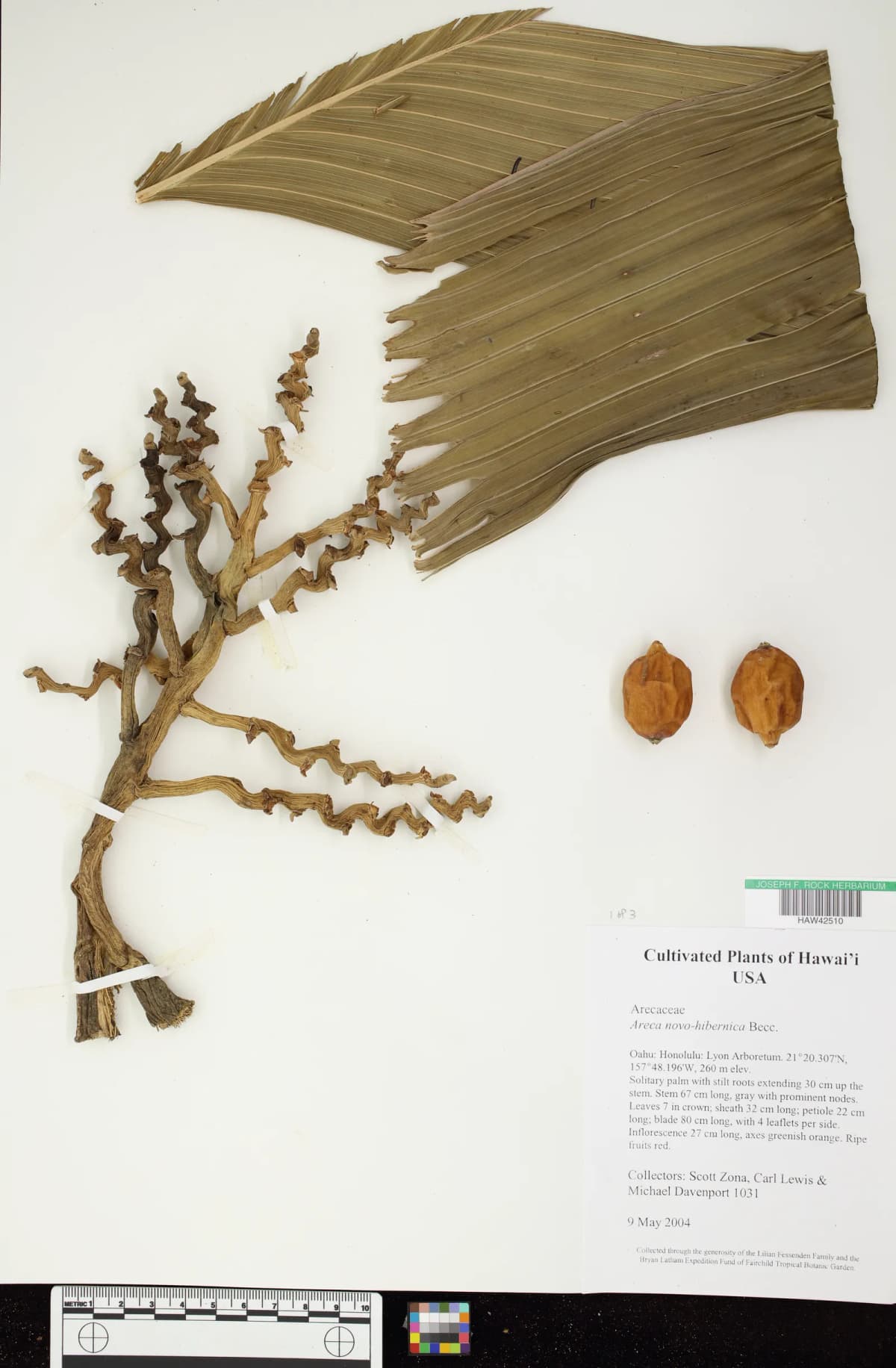 Botanical specimen of Areca Guppyana.