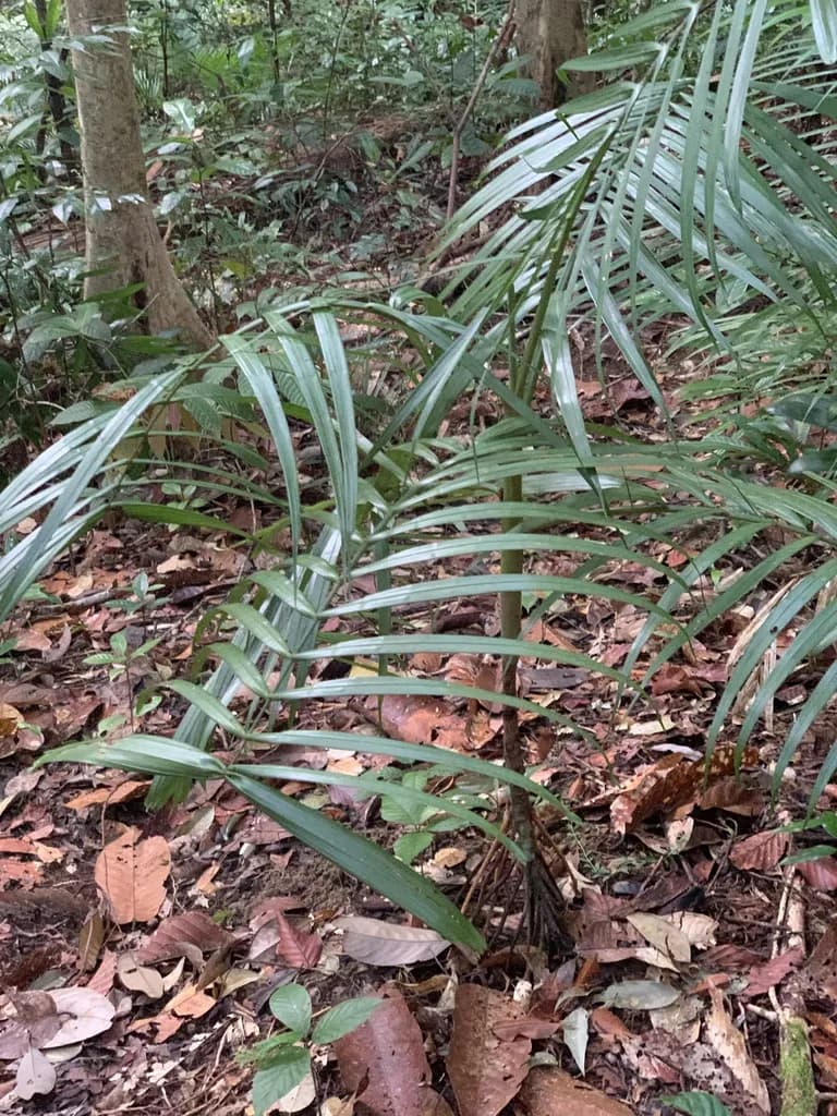 Botanical specimen of Areca Insignis.