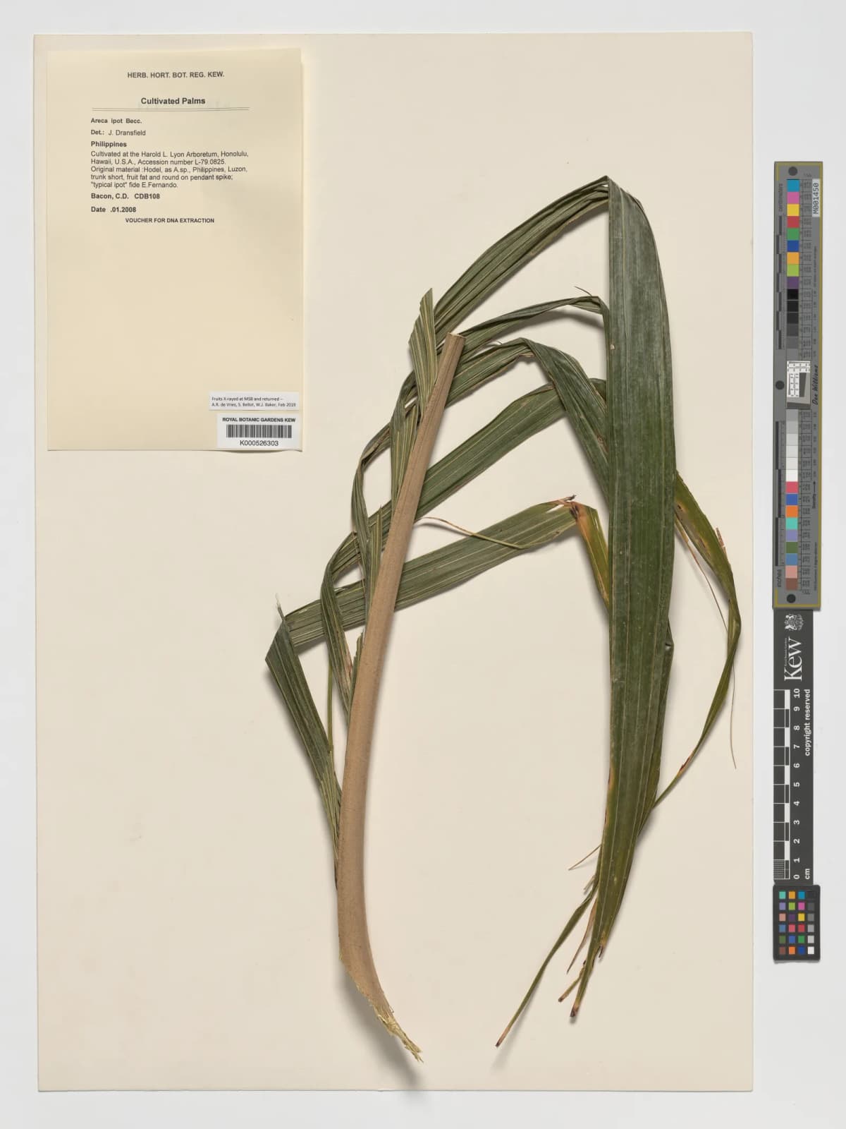 Botanical specimen of Areca Ipot.