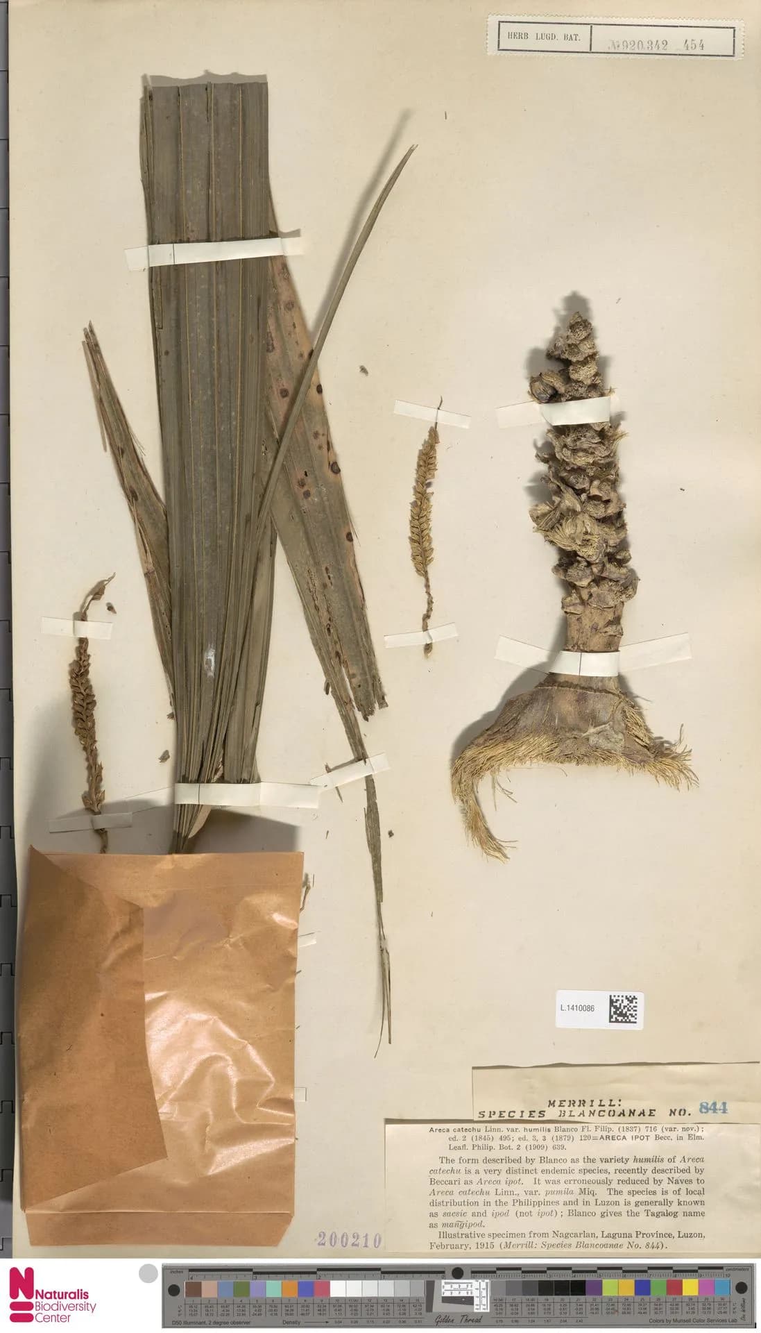 Botanical specimen of Areca Ipot.