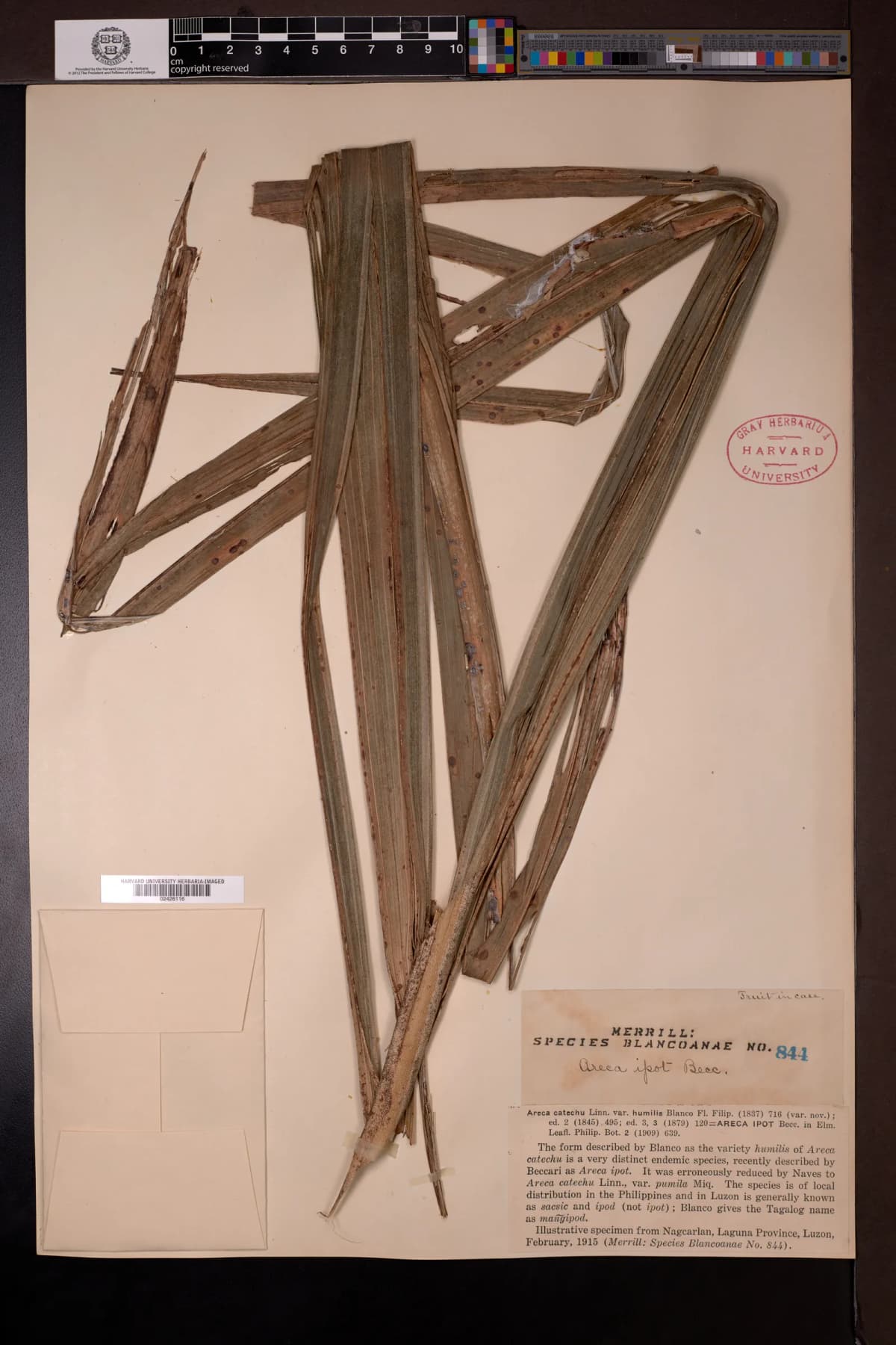 Botanical specimen of Areca Ipot.