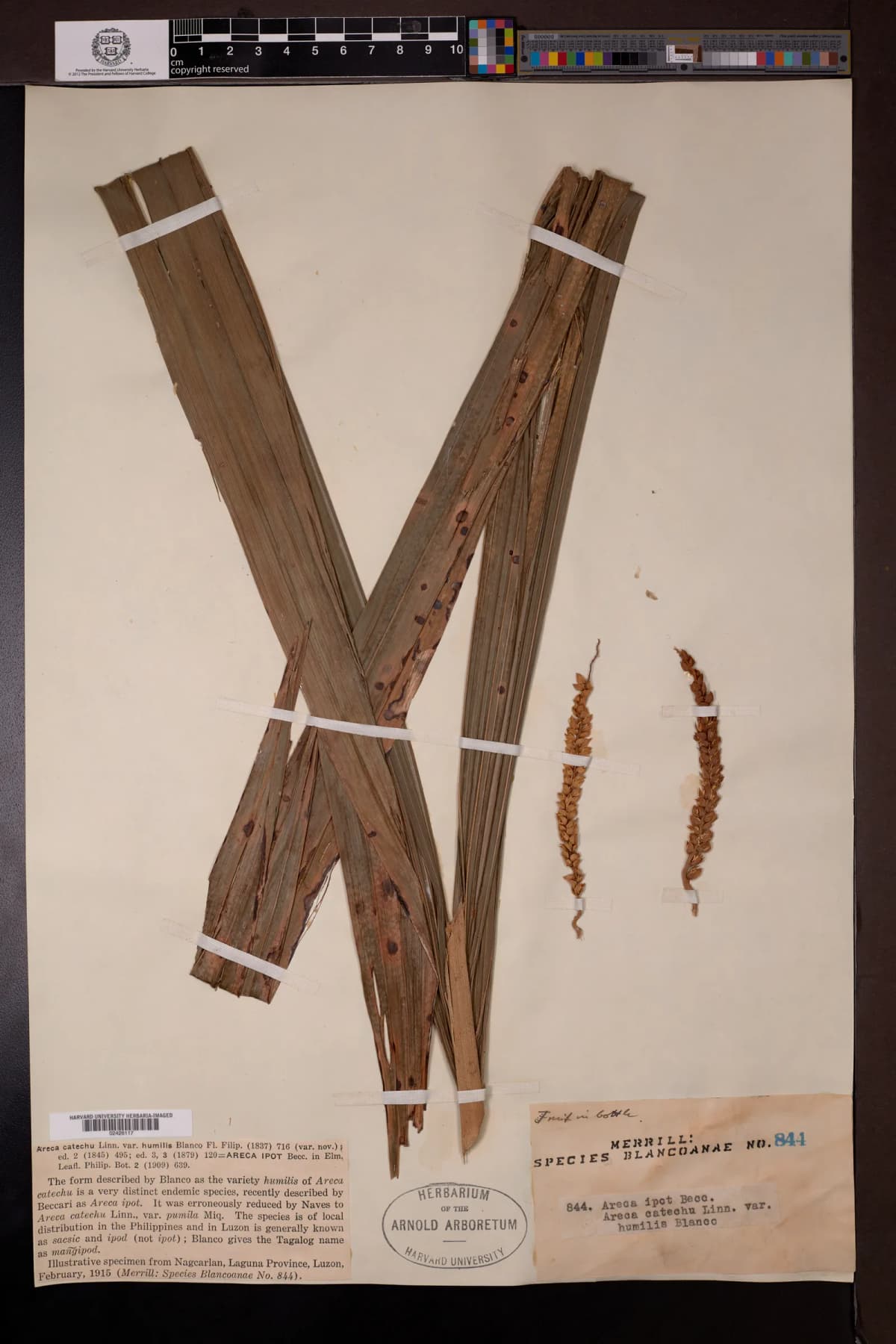Botanical specimen of Areca Ipot.