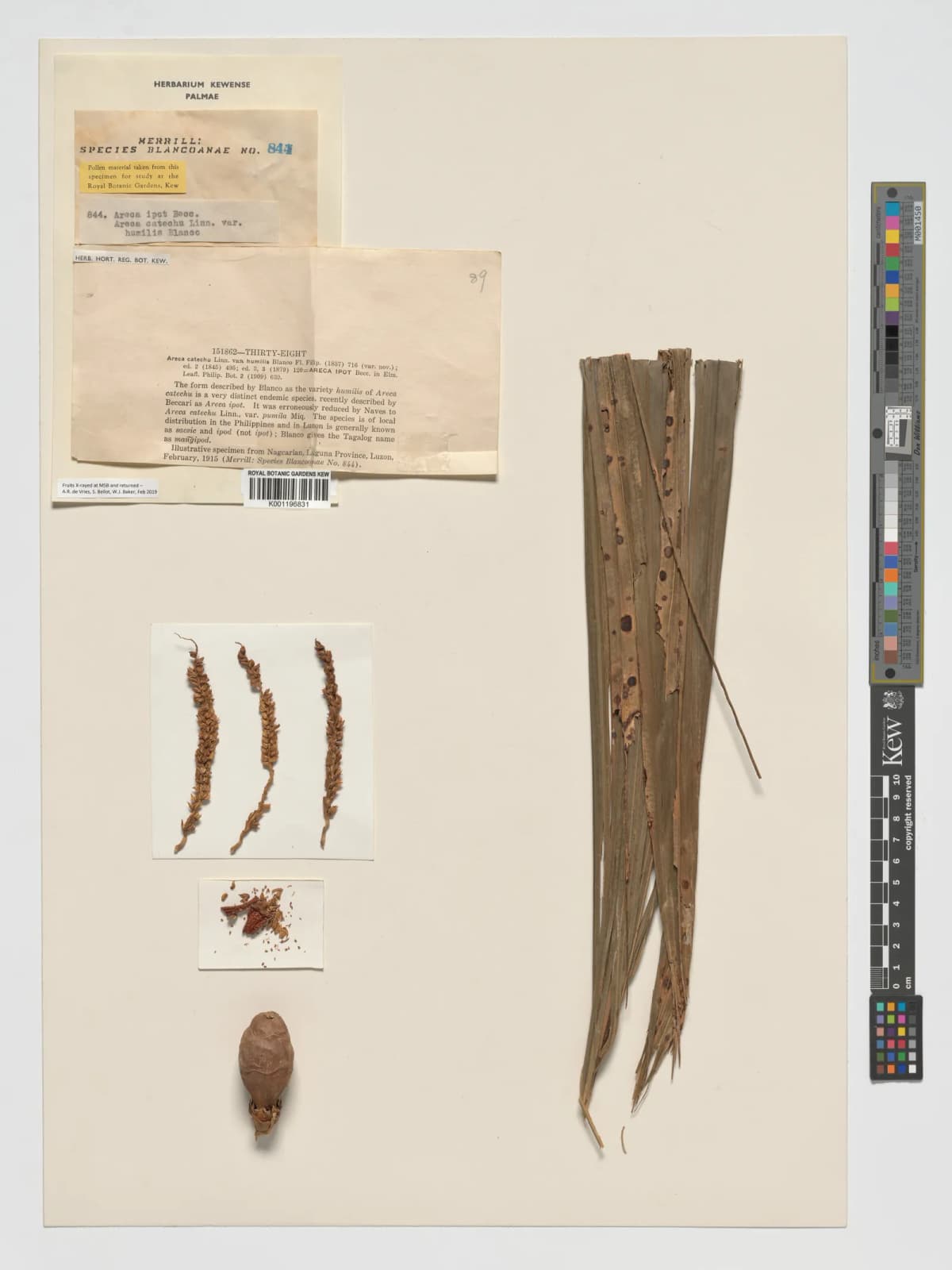Botanical specimen of Areca Ipot.
