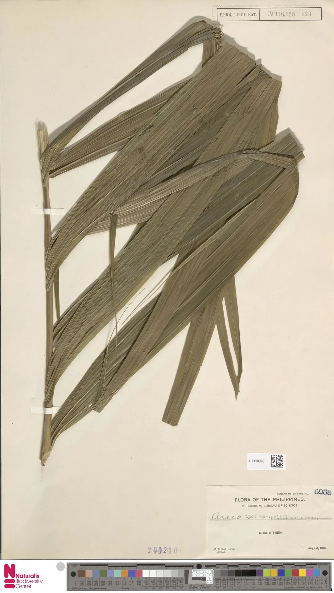 Botanical specimen of Areca Ipot.