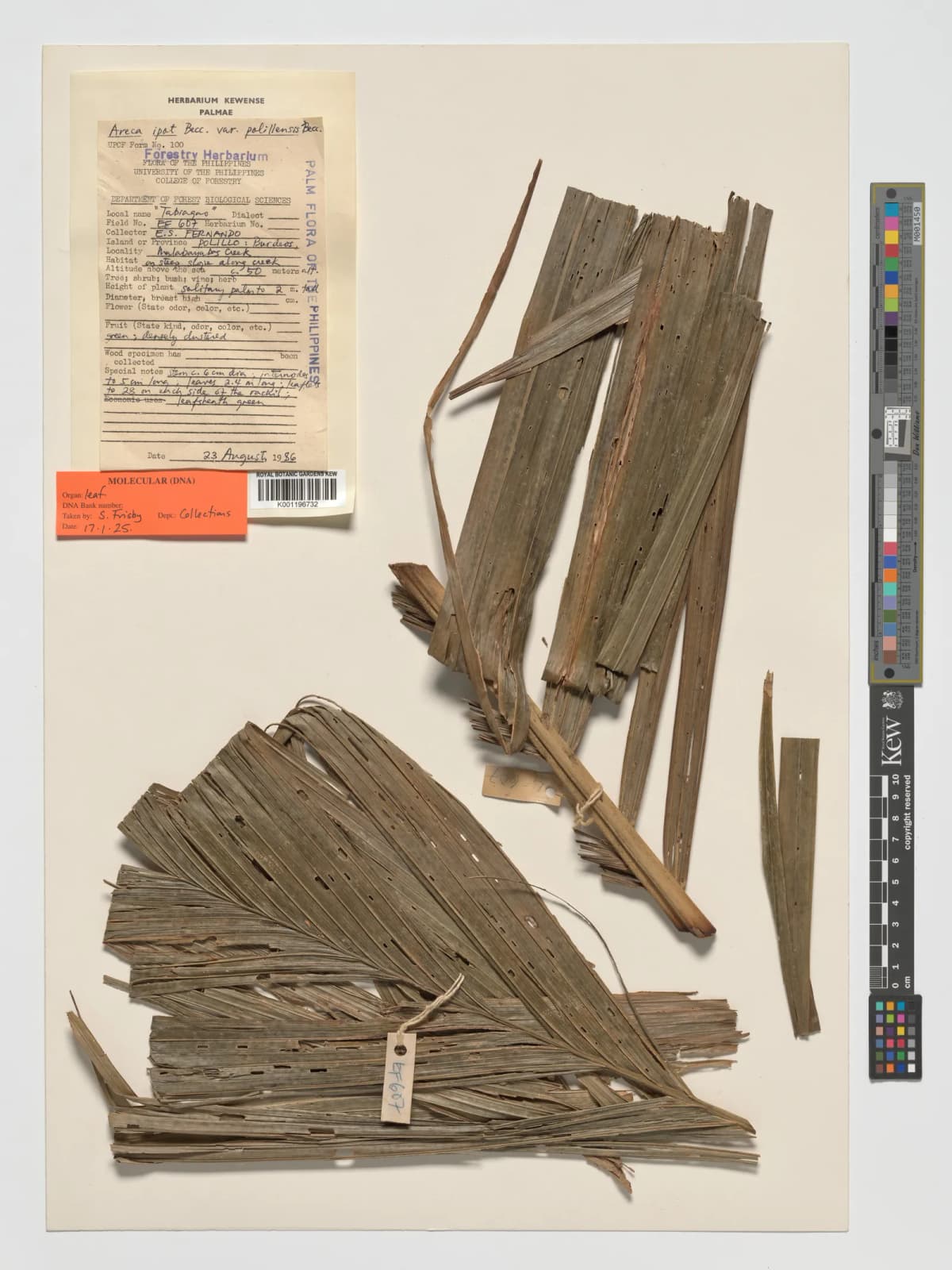 Botanical specimen of Areca Ipot.