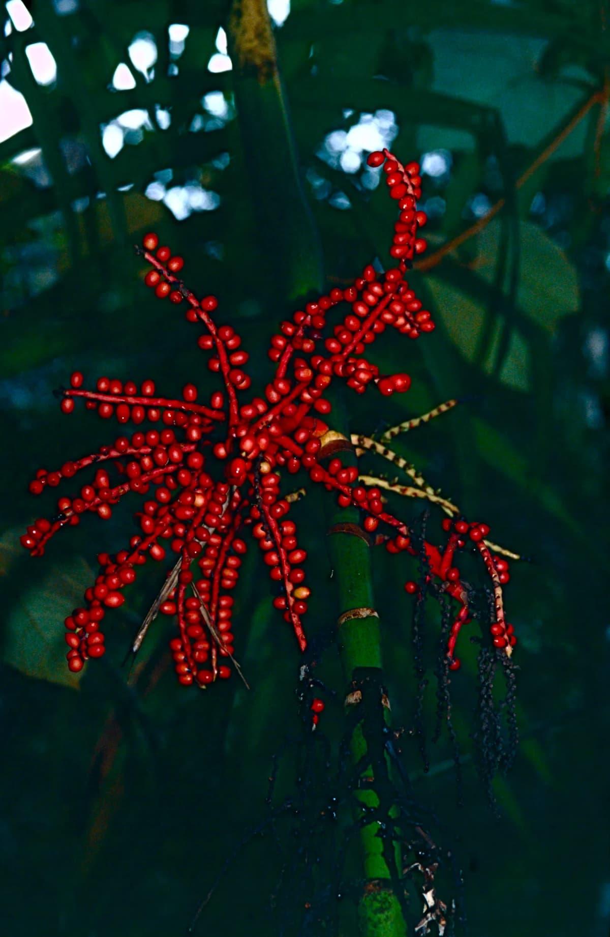 Botanical specimen of Areca Kinabaluensis.