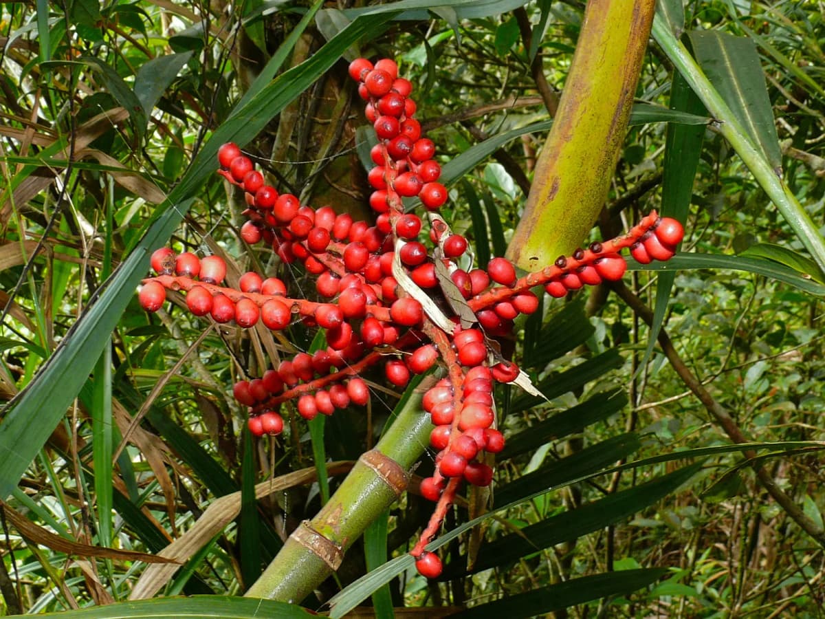 Botanical specimen of Areca Kinabaluensis.
