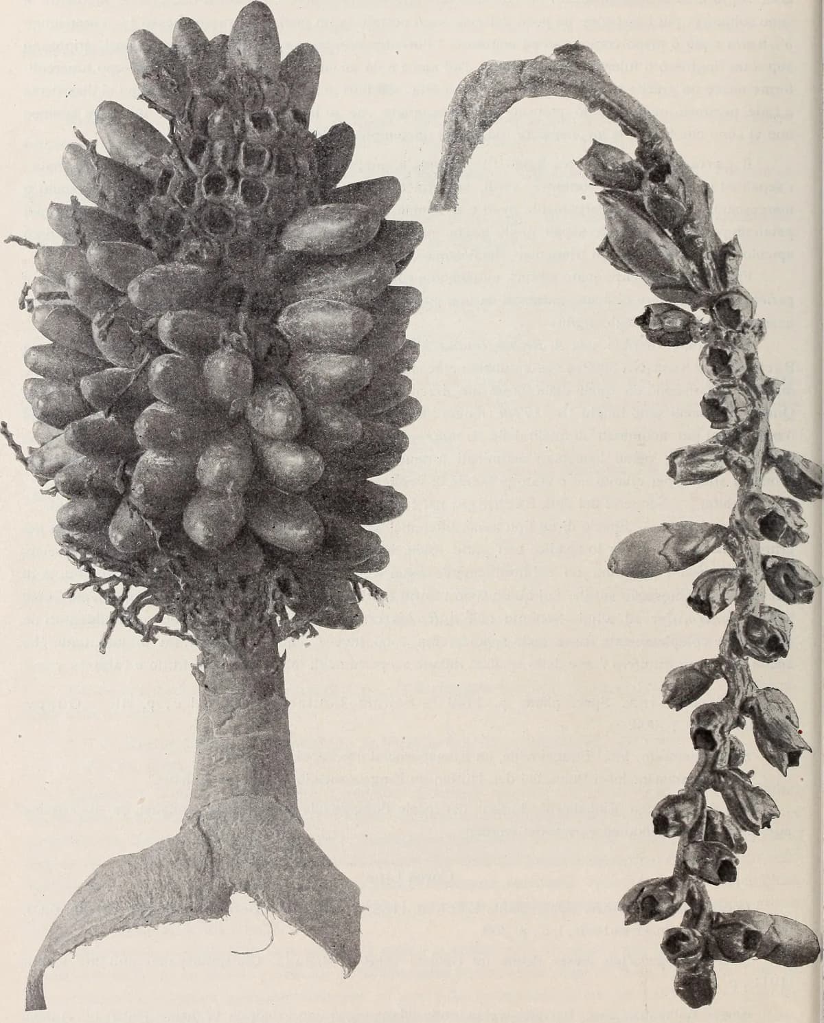 Botanical specimen of Areca Macrocalyx.